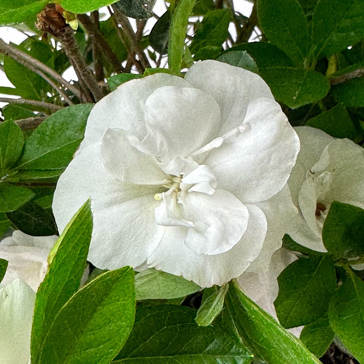 Live Evergreen Flowering Shrub 3 Gallon O154676