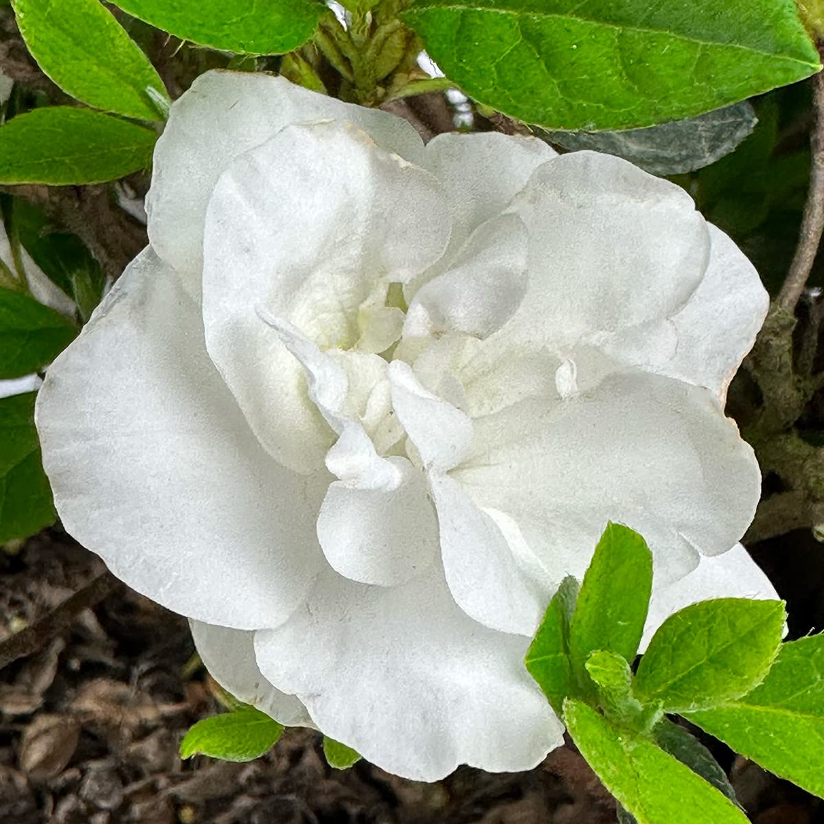 Live Evergreen Flowering Shrub 3 Gallon O154676