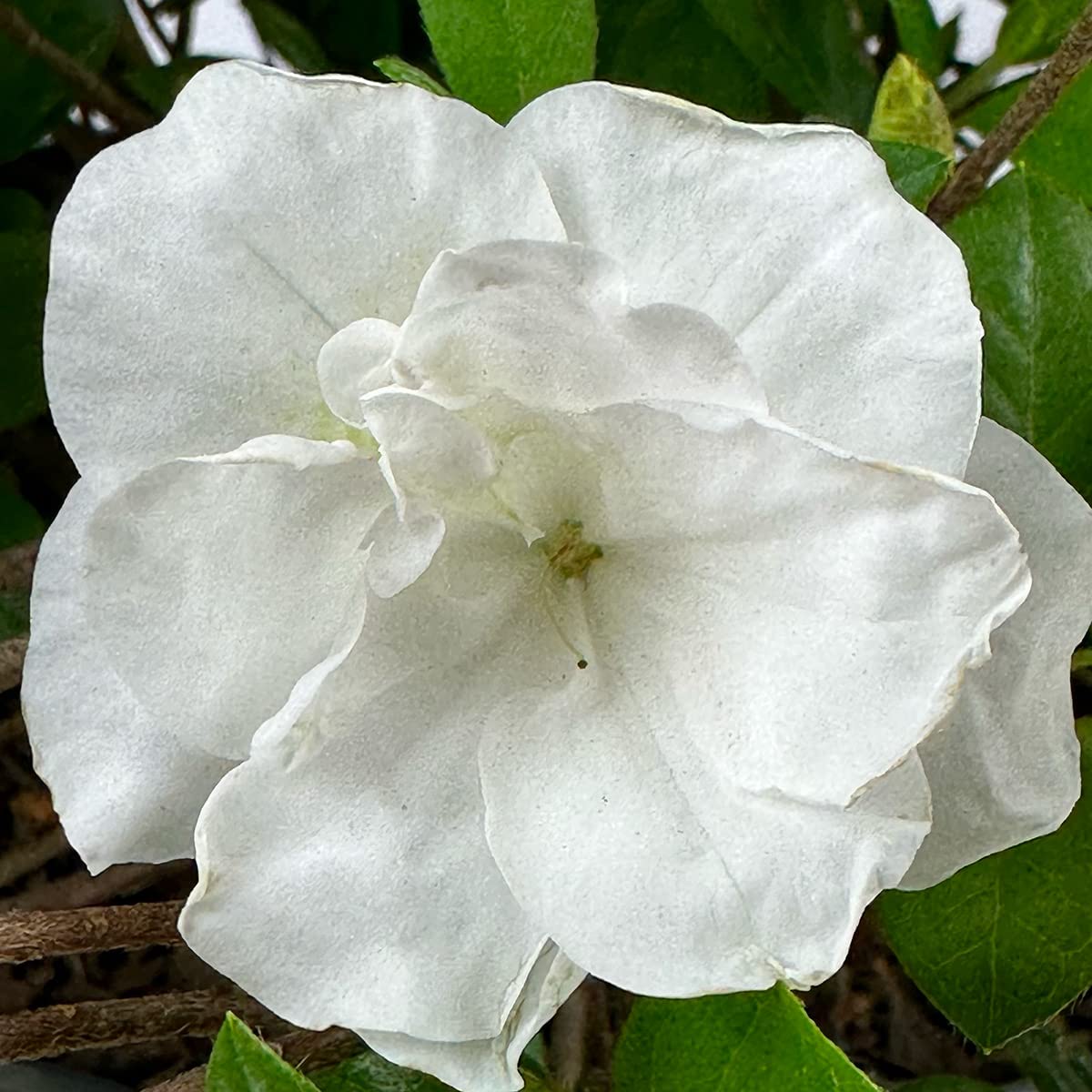 Live Evergreen Flowering Shrub 3 Gallon O154676