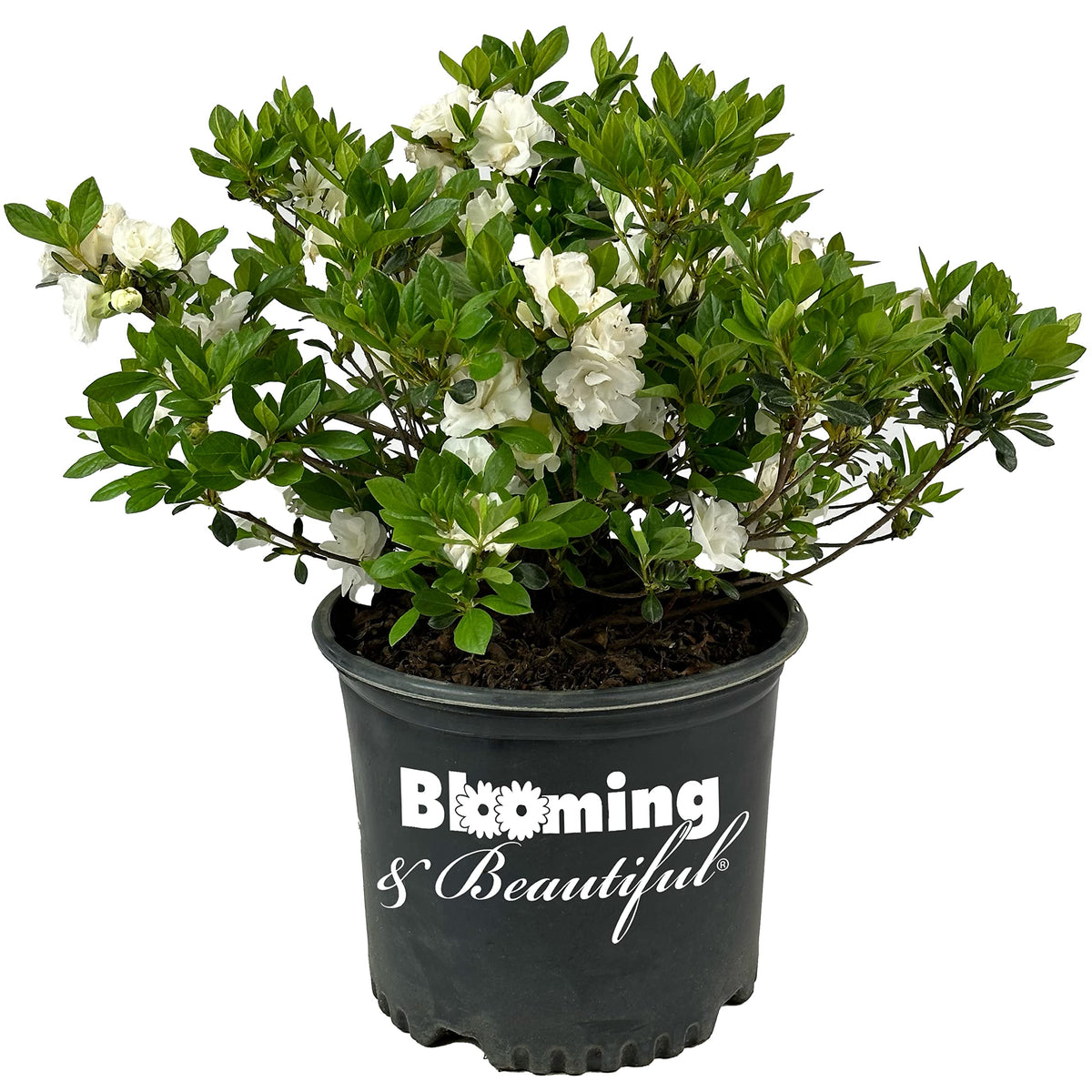 Live Evergreen Flowering Shrub 3 Gallon O154676